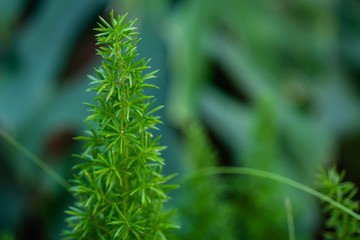 Beautiful Green leave plant in the garden for background use