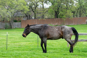 Dark brown and black horse standing in pasture