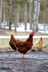 Heritage breed chicken on a small homestead in Ontario, Canada. Farming poultry in the country.