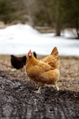Heritage breed chicken on a small homestead in Ontario, Canada. Farming poultry in the country.