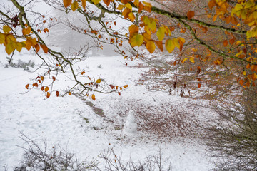 Opacua forest, which is located in Alava