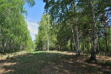 Forest alley