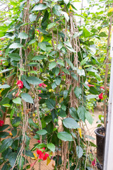 At Hibiscus farm in Israel