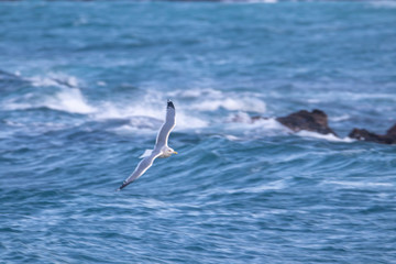 free flying seagull on the sky