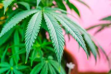 Indoor Cannabis plant, branch of marijuana on a pink background with copy space