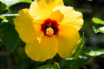 At Hibiscus farm in Israel