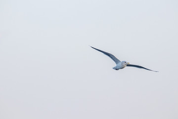 free flying seagull on the sky