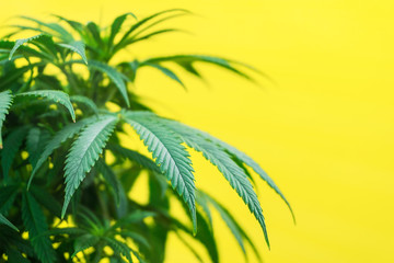 Fototapeta na wymiar Marijuana plant on a yellow background. THC and CBD medical strain cannabis