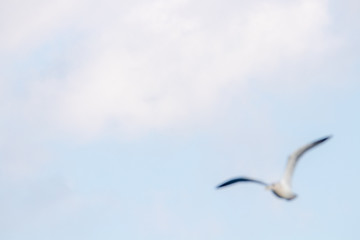 free flying seagull on the sky