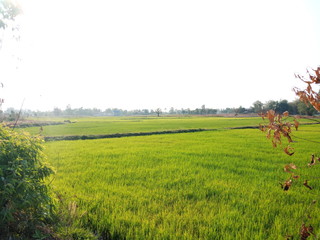 rural landscape with wheat field and blue sky