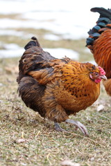 Heritage breed chicken on a small homestead in Ontario, Canada. Farming poultry in the country.