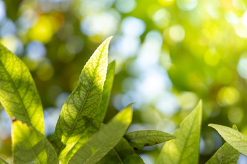 Close Up green leaf under sunlight in the garden. Natural background with copy space.