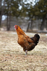Heritage breed chickens on a small homestead in Ontario, Canada. Farming poultry in the country.
