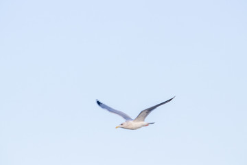 free flying seagull on the sky
