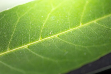 Close Up green leaf under sunlight in the garden. Natural background with copy space.