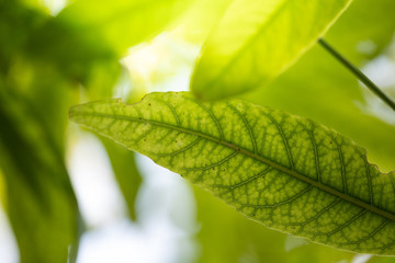 Close Up green leaf under sunlight in the garden. Natural background with copy space.
