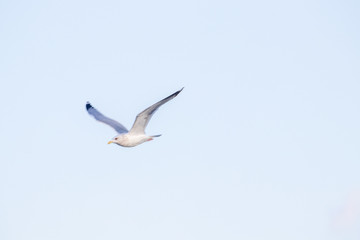 free flying seagull on the sky