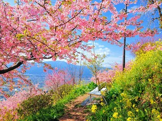 桜と菜の花に囲まれた休憩所