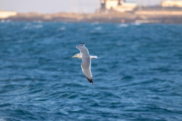 free flying seagull on the sky
