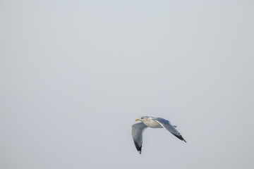 free flying seagull on the sky