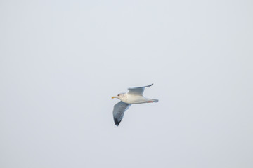 free flying seagull on the sky