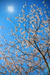 sukura against sunshine