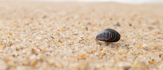 Single seashell, mussel shell lying on sandy beach. Shallow depth of field with space on left.