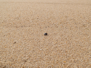 One single mussel shell lies alone in the sand on the beach. Shallow depth of field.