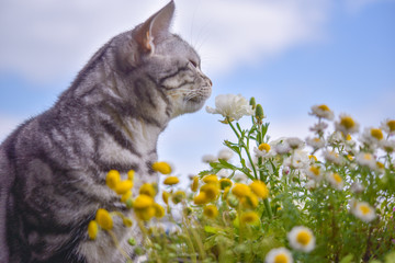 花の香りを嗅ぐ猫