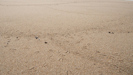 Seagull / bird footprints in the wet sand on the beach. Low angle shot.