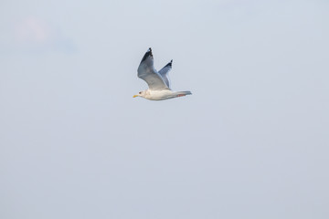 free flying seagull on the sky