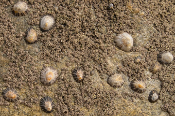 Close up limpets attached to a barnacle covered rock on the beach