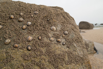 Rock covered with limpets and barnacles on the beach. Cloudy, overcast day in spring.