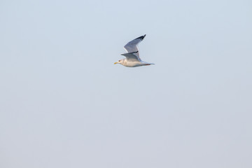 free flying seagull on the sky