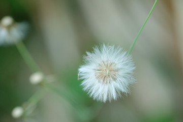 The grass flowers are rounded and colorful, beautiful with blurred background.