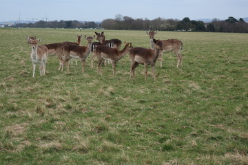 flock of deer in the park