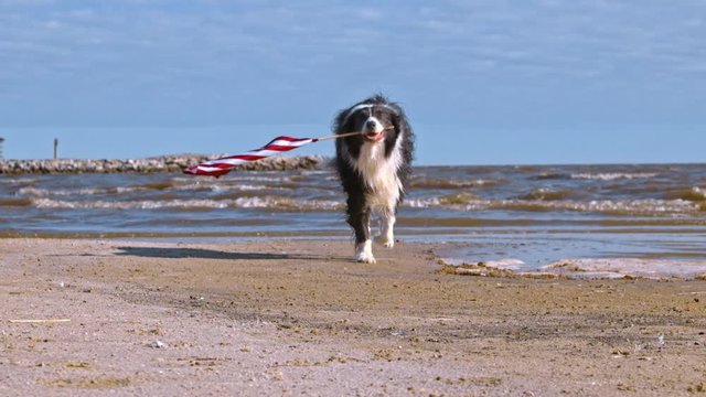 Patriotic border collie dog running along the beach while carrying the American flag.