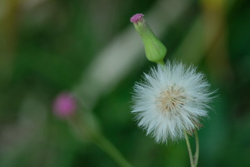 The grass flowers are rounded and colorful, beautiful with blurred background.