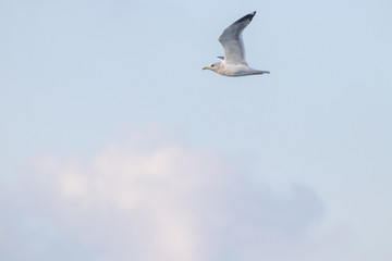 free flying seagull on the sky