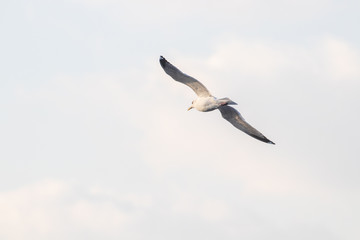 free flying seagull on the sky