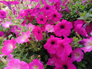 flowers in the garden