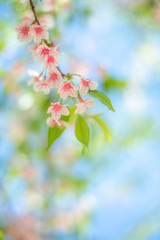 Obraz na płótnie Canvas Soft focus Cherry blossoms, Pink flowers background.