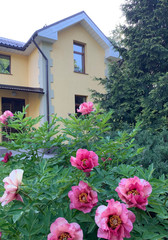 Bush of blooming bright pink and light pink tree-shaped Chinese peonies