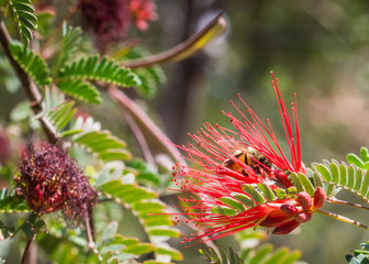honey bee in red flower