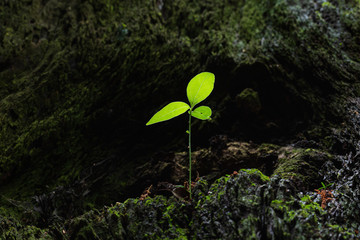 朽木の樹洞に生える新芽