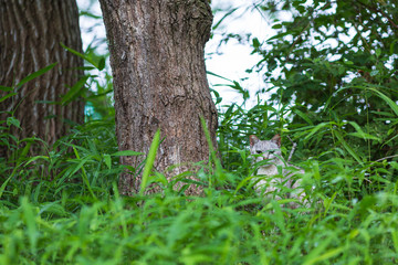 笹の葉の隙間から覗く野良猫