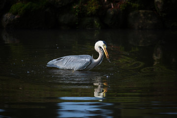 ザリガニを捕まえたアオサギ