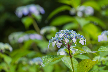 雨に濡れた額紫陽花