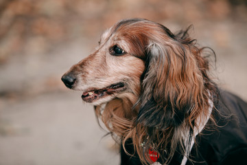 long haired dachshund