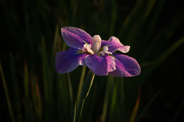 朝日を浴びる花菖蒲